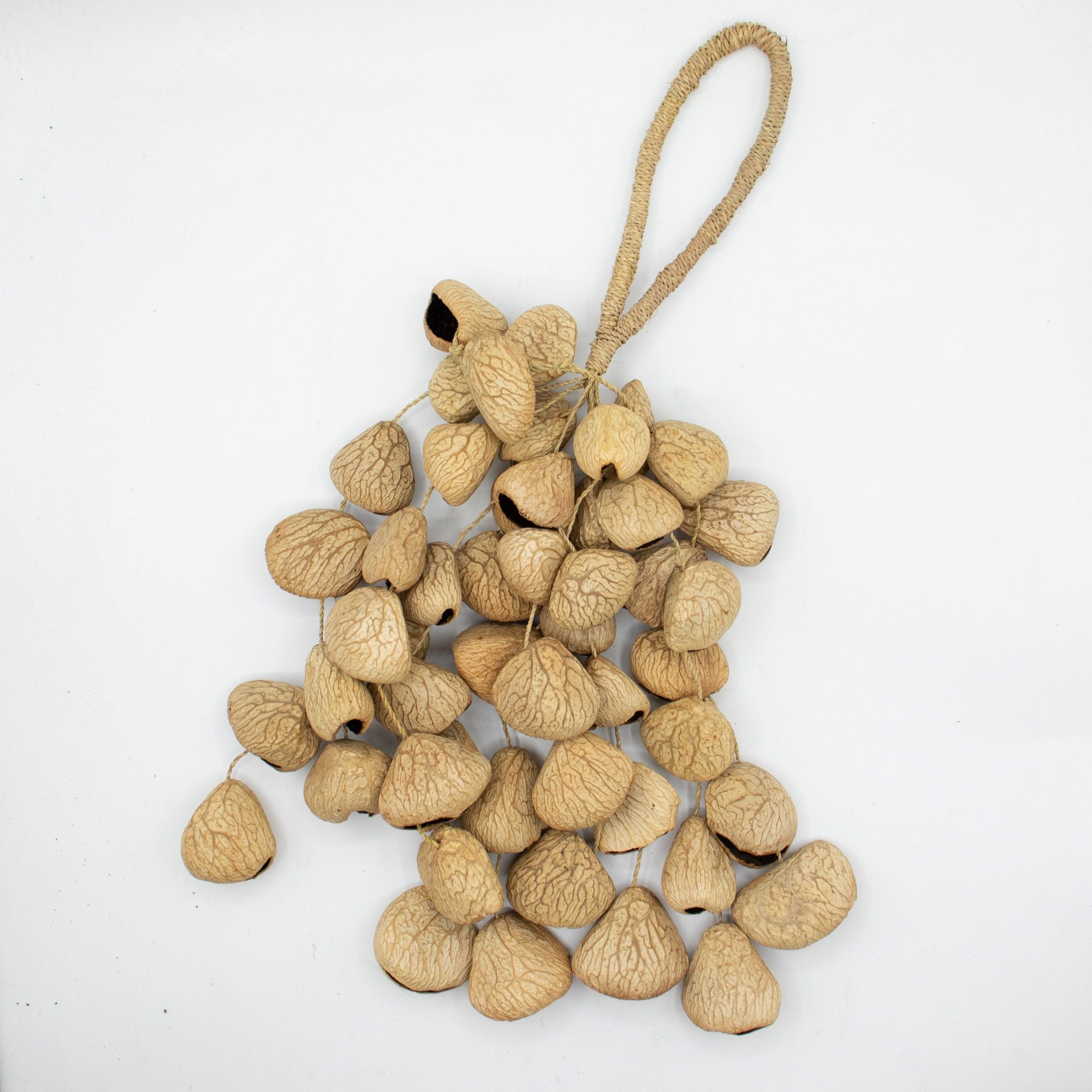 Large Pangi Seed Shell - Natural Nut Shaker (50 Shells)