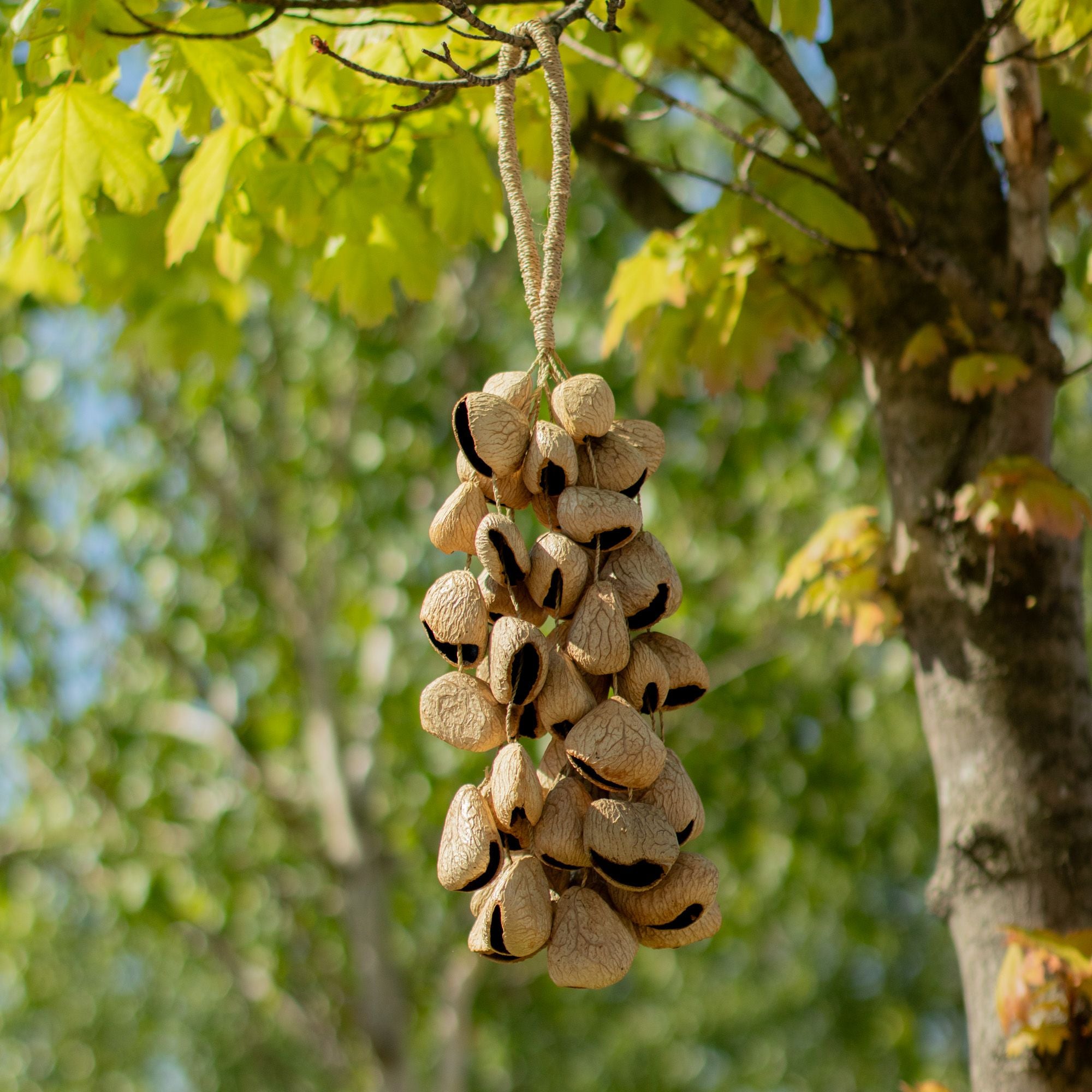 Medium Pangi Seed Shell - Natural Nut Shaker (30 Shells)